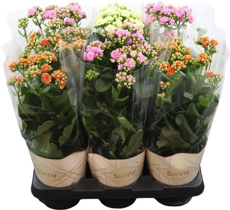 Kalanchoe Sunny Mix In Tray