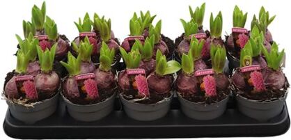 Hyacin Pink Pearl 3 Pp