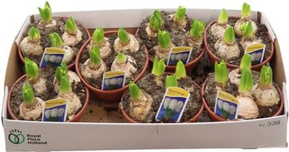 Hyacin White Pearl 4 Pp Schaal