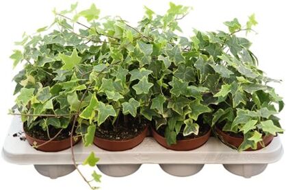 Hedera Helix Overig Geelbont
