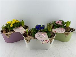 Arr (1) Zink Ovaal mix