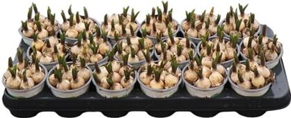 Muscar Esther Wit Blauw