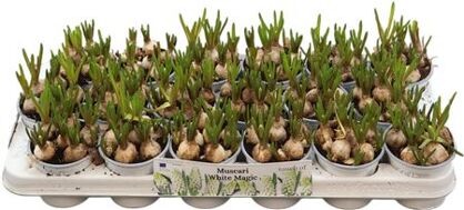 Muscar White Magic