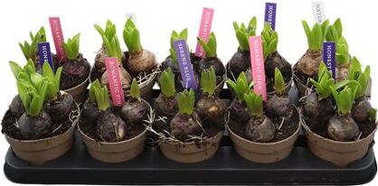 Hyacin Pear Gem 4 Kl 3 Pp