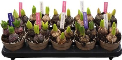 Hyac Pearl Gem 4 Colori