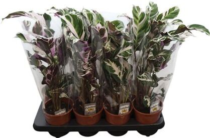 Calathea Fusion White