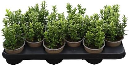 Euonymus Ja M Aureov