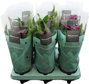 Zantedeschia (calla) Paars (decorum