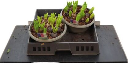 Hyacin Pear Gem 12 Pp Xl