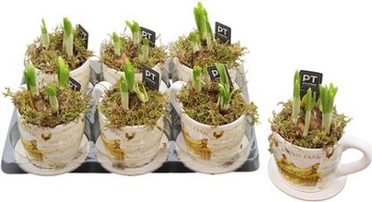 Arr Tete A Tete Kop Schotel