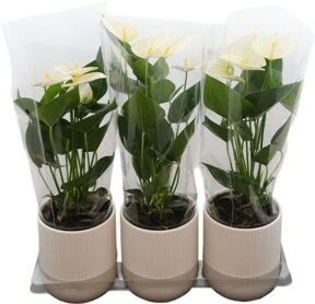 Anthu An White Kermamiek