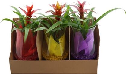 Guz Gemengd Glas Cognac