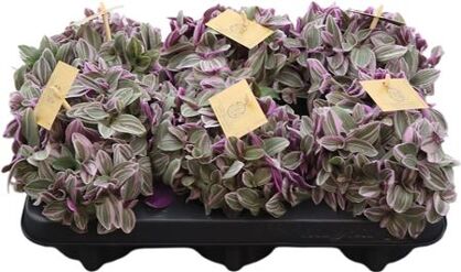 Tradescantia Sweetness