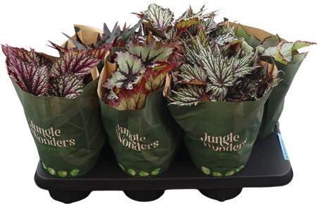 Beg Rex Jungle Wonders