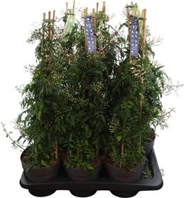 Jasm Polyanthum Wit 400