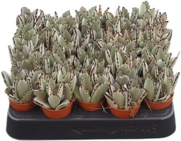 Kalanchoe Tomentosa
