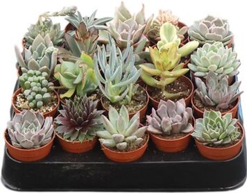 Succ Excellent Gemengd