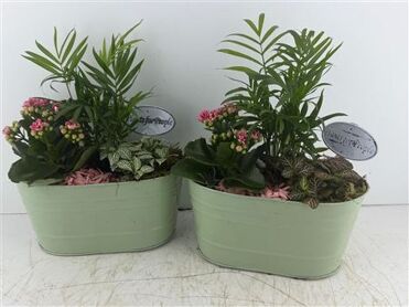 Arr (7) zink ovaal groen