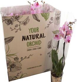 Phal Limited Washington 2 Tak