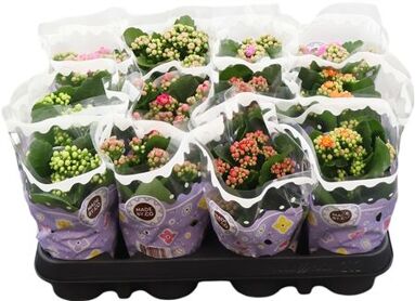 Kalanchoe Double Mix