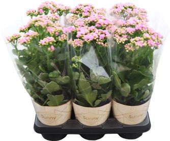 Kalanchoe Graceful Pink