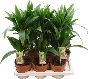 Dra Janet Craig 30-15