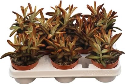 Kalanchoe Chocolate Soldier