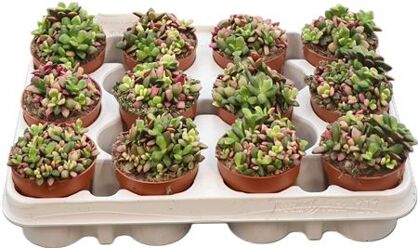 Anacampseros Sunrise