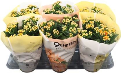 Kalanchoe Mix P14 Queen