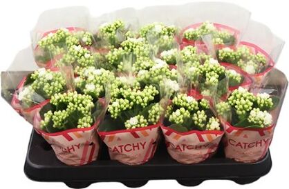 Kalanchoe Double White