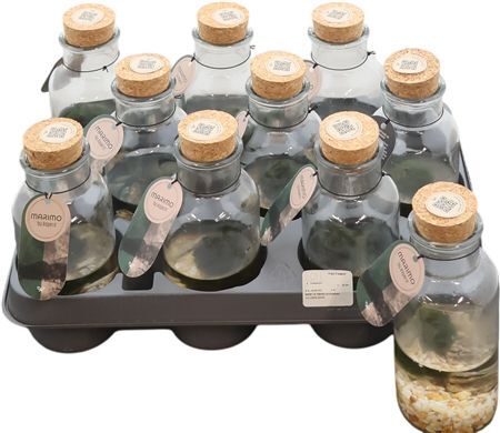 Arr Marimo Waterplanten