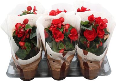 Begonia Baladin Dolcamore