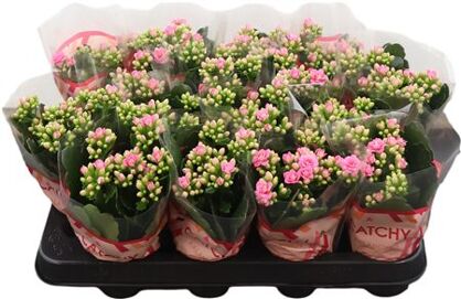Kalanchoe Double Pink