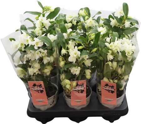 Dendrobium Nobile, Apollon 4-spike