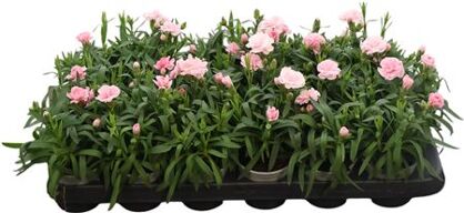 Dianthus Oscar Pink