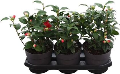 Camellia Japonica Mary Williams (ro