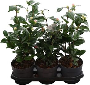 Camellia Japonica Mix 12+ Knop