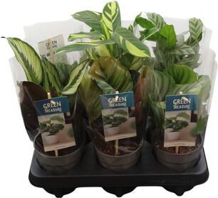 Calathea Exclusief Gemengd