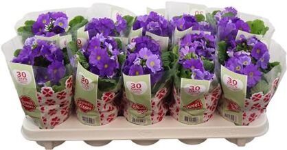 Primula Obconica Dark Blue