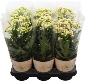 Kalanchoe Sunny Pink