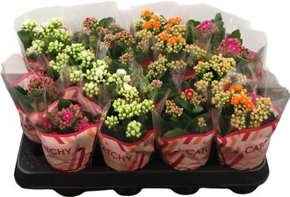 Kalanchoe Double Mix