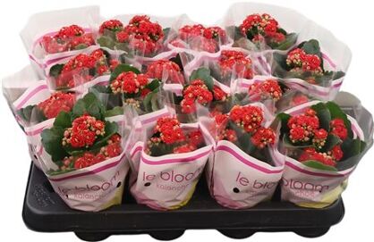 Kalanchoe Double Red