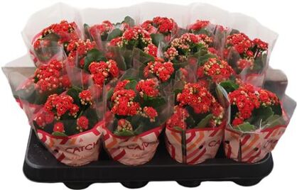 Kalanchoe Double Red