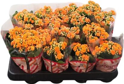 Kalanchoe Double Orange