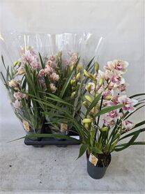 Cymbidium Overig Rose 3 Tak