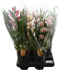 Cymbidium Gemengd 2 Tak