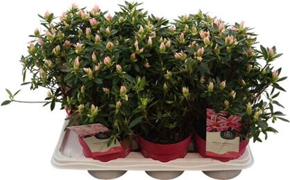 Azalea Jap Pink Spider