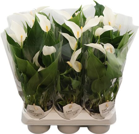 Anthu An Lilli White