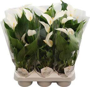 Anthu An Lilli White