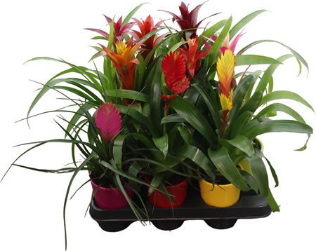 Bromelia Misto